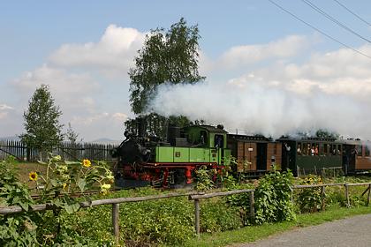 Sonnenblumen mit Bimmelbahn