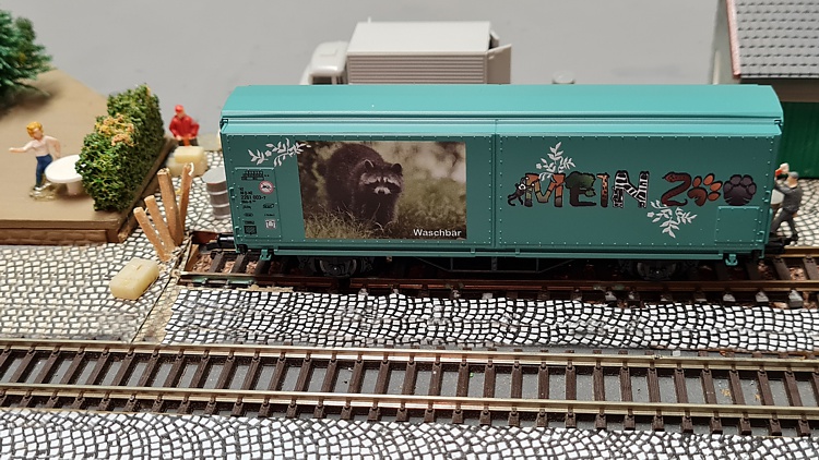 Waschbär Waschbär
